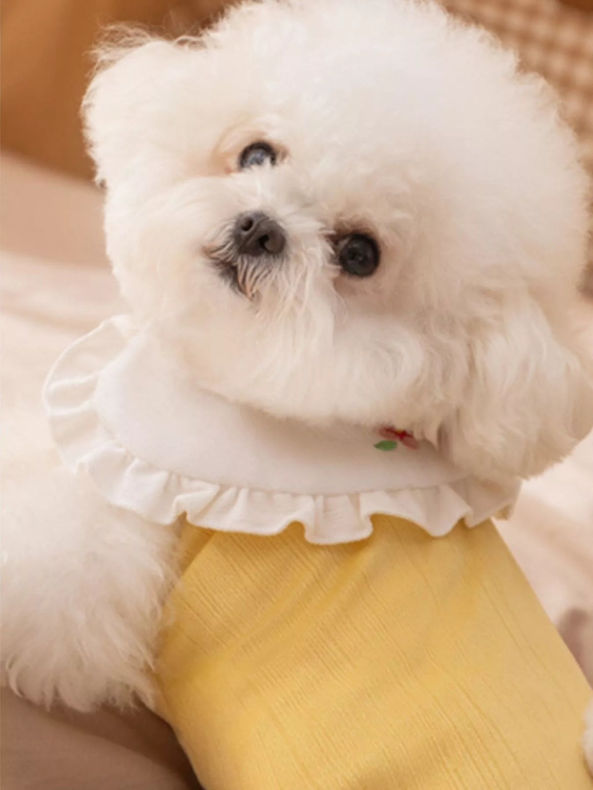 Pet jumpsuit by Trendsi featuring a button-down design and ruffle collar, displayed on a small dog.