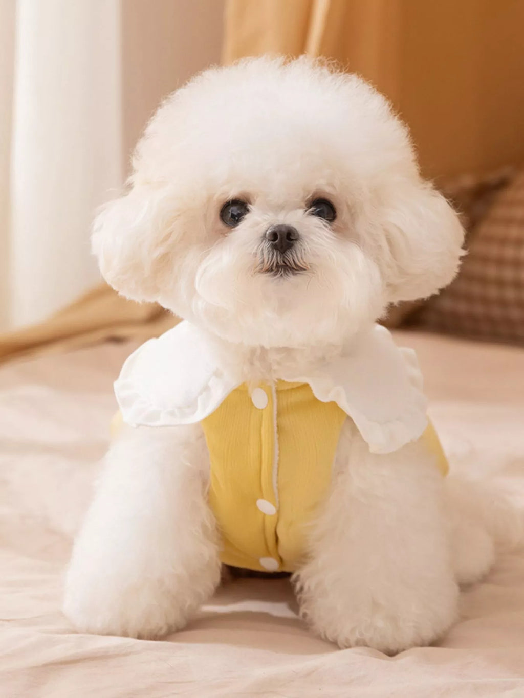 Button-down pet jumpsuit with ruffle collar from Trendsi, featuring a stylish design and comfortable fit for pets.