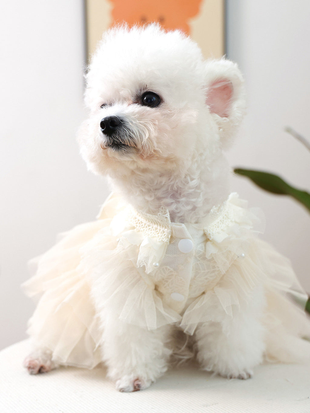 Pet dog wearing a white tulle ruffle bow dress, designed for special occasions, by Trendsi.