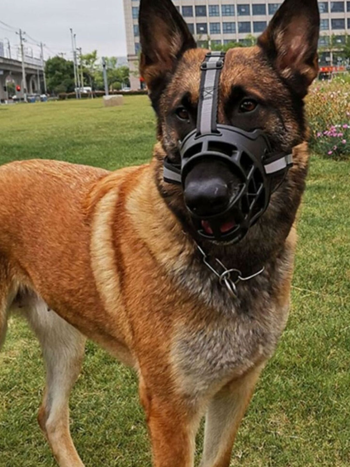 Trendsi anti-bite pet muzzle on a dog, showing adjustable straps and secure fit for safe, humane restraint.