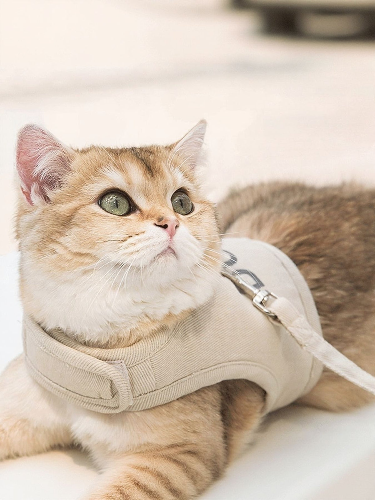 Breathable pet harness and leash set in soft fabric, featuring adjustable straps and secure clip for comfortable dog walking.