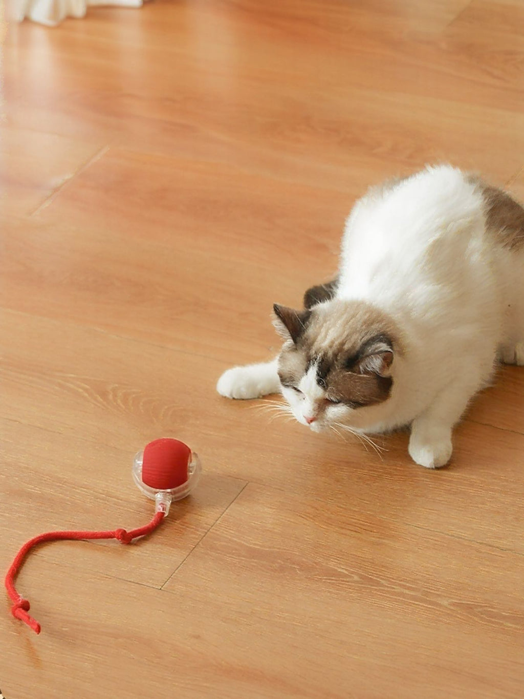 Interactive ball cat sound toy with rope from Trendsi, featuring a colorful, textured design to engage and entertain cats.