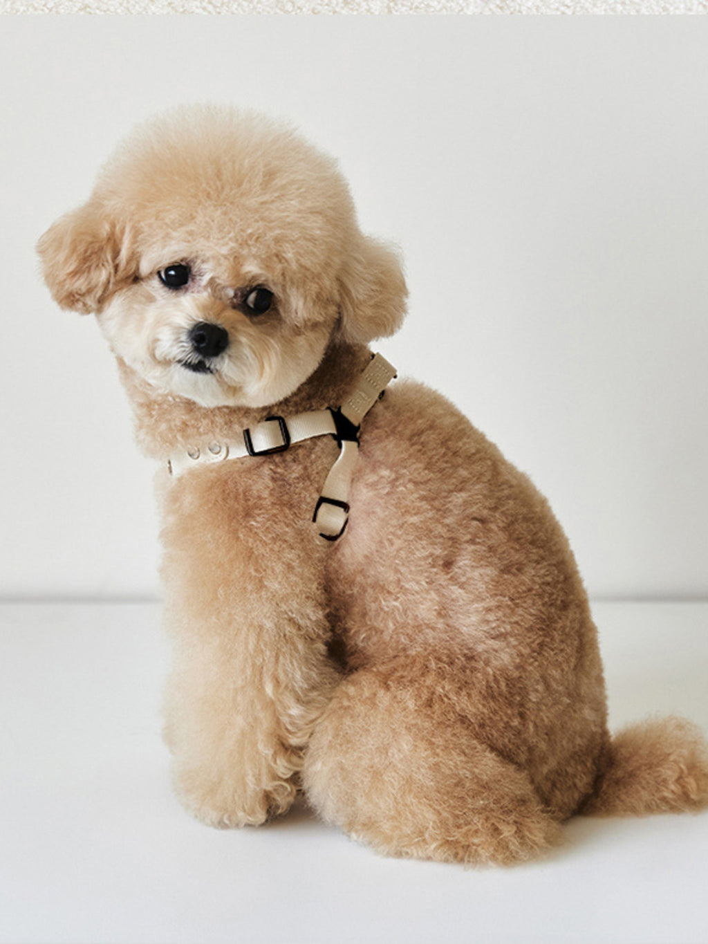 Rivet-decorated dog harness and leash set in black with metal rivets, adjustable straps, and secure clip for pet walking comfort.