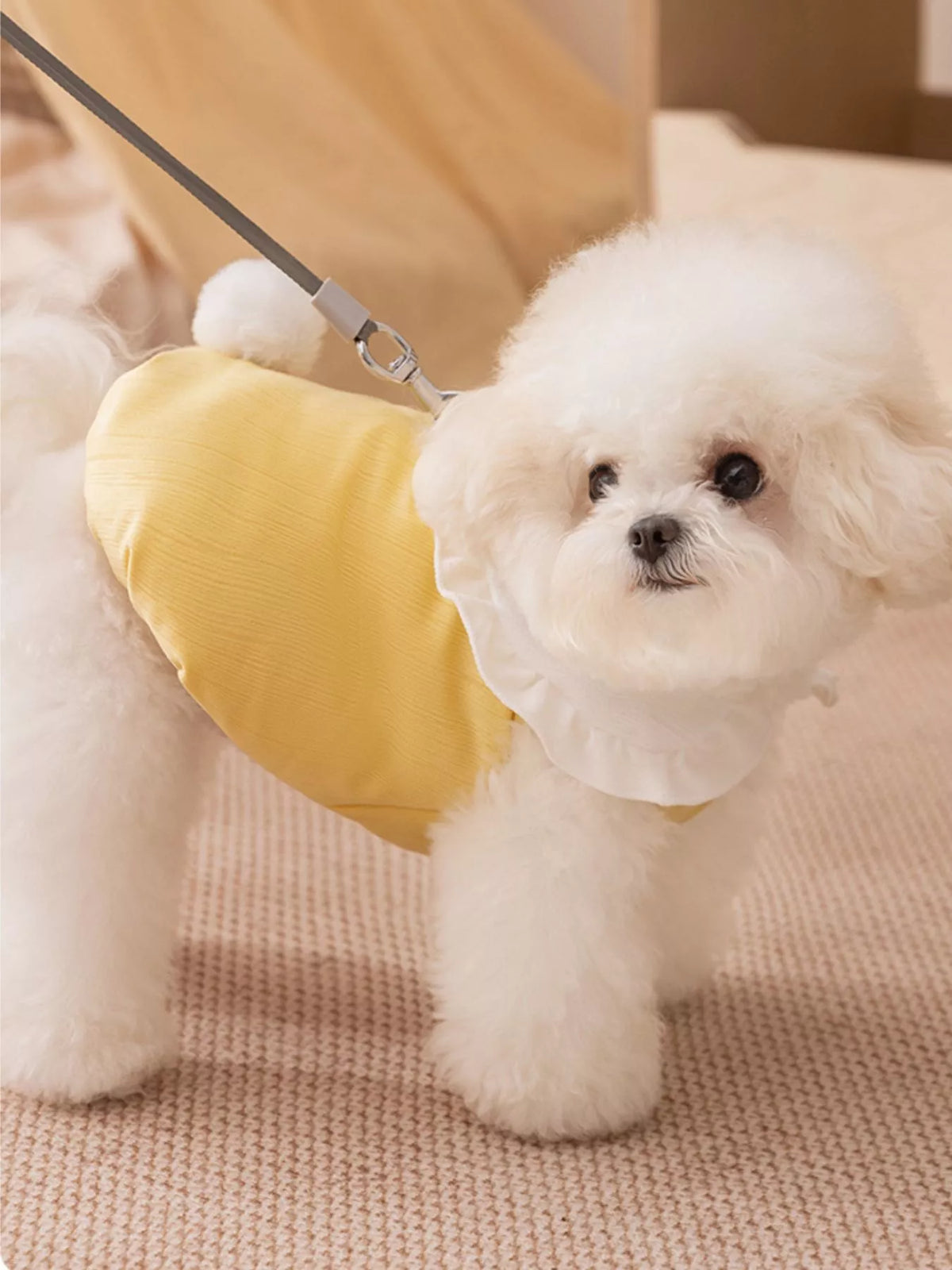 Dog wearing a stylish button-down pet jumpsuit with ruffle collar, made by Trendsi, standing outdoors on a sunny day.