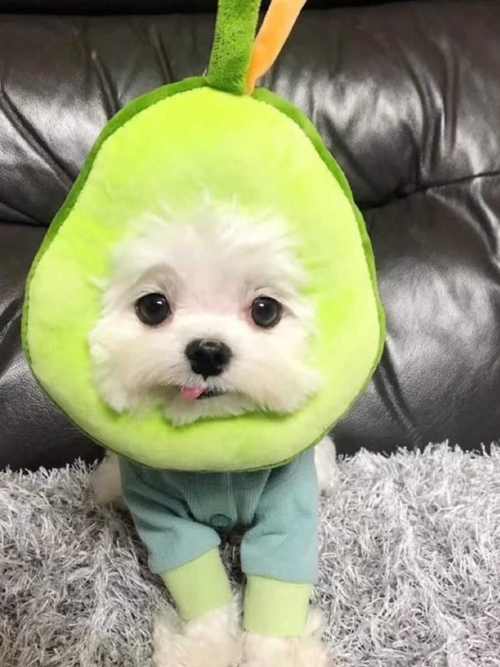Avocado and toast-shaped pet collars by Trendsi featuring colorful, playful designs for small dogs and cats.