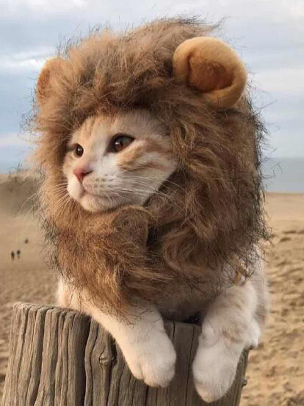 Lion mane pet headwear by Trendsi featuring a fluffy, realistic lion mane hat for pets, shown on a small dog or cat.