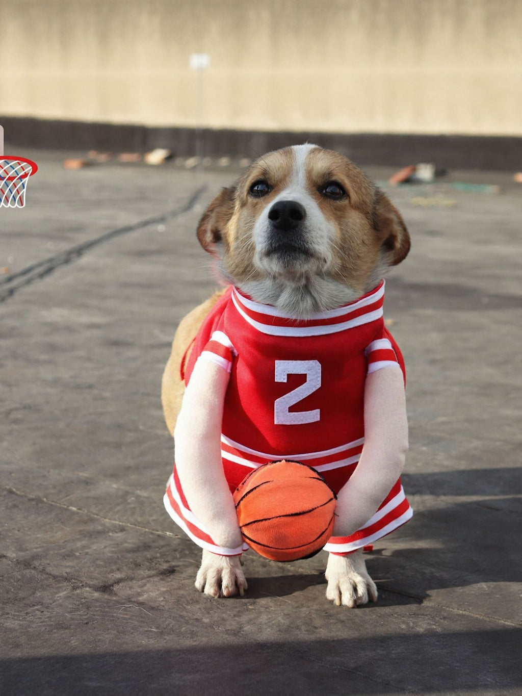 Sporty basketball-themed pet jumpsuit by Trendsi, featuring a comfortable fit with basketball print and sporty design for dogs.